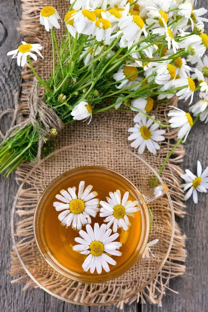 Chamomile and Apricot Tea